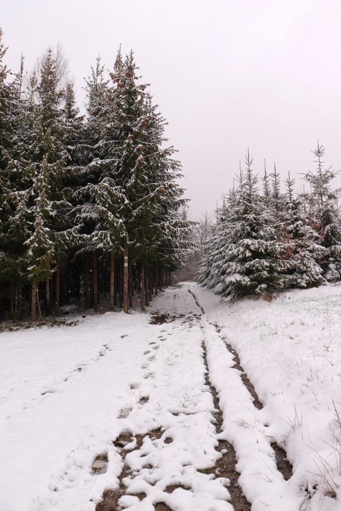 Szeroka zaśnieżona droga, młody las na szlaku żółtym na Luboń Wielki