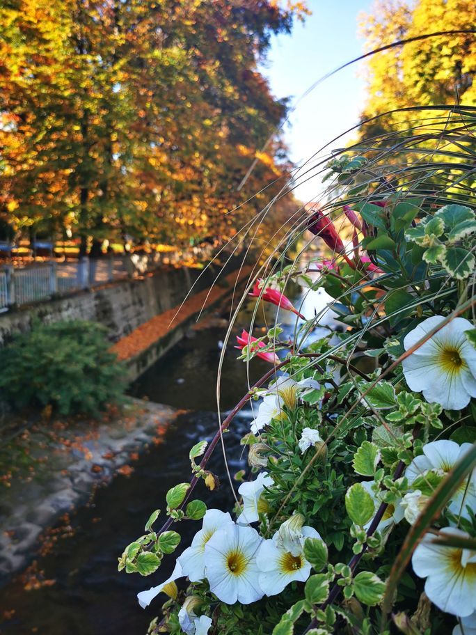 Widok z mostu przy bielskim Ratuszu, kwiaty, Rzeka Biała