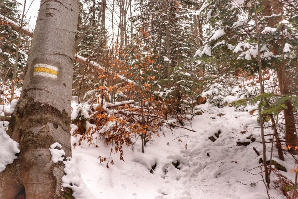 Żółty szlak na Luboń Wielki zimą, strome podejście idące przez las, duże ilości śniegu na szlaku