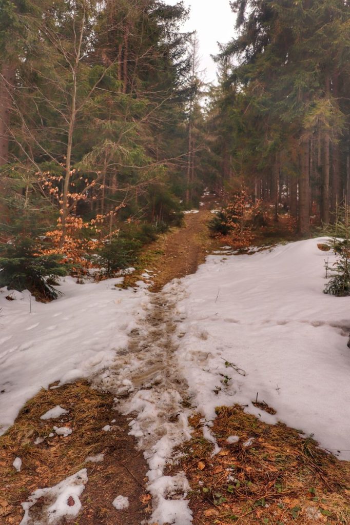 Ścieżka leśna, na której zalegają resztki śniegu