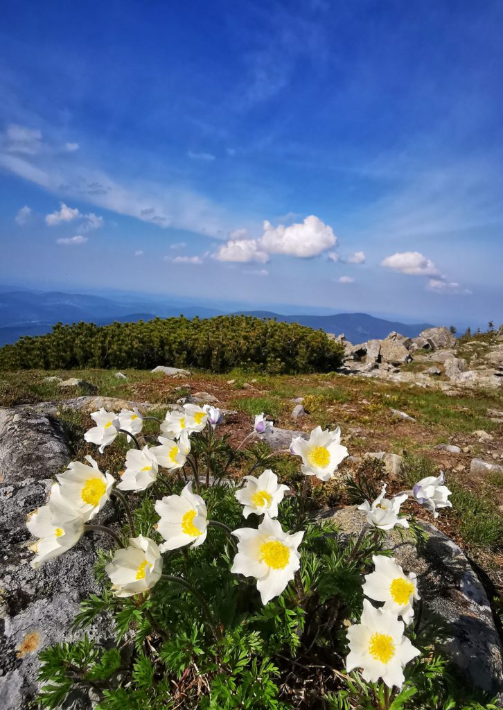 Babia Góra - białe kwiaty górskie, sasanki alpejskie