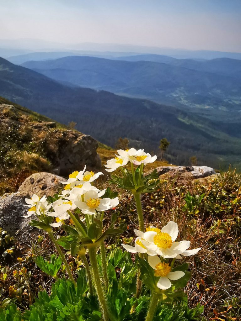 Białe kwiaty górskie - sasanka alpejska na Babiej Górze