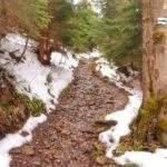 Kamienista ścieżka idąca przez las, zielony szlak w Koszarawie