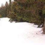 Miejsce skrętu szlaku czarnego na Zawoję, droga leśna