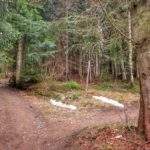 Miejsce skrętu szlaku zielonego w prawo na Przełęczy Klekociny, droga leśna
