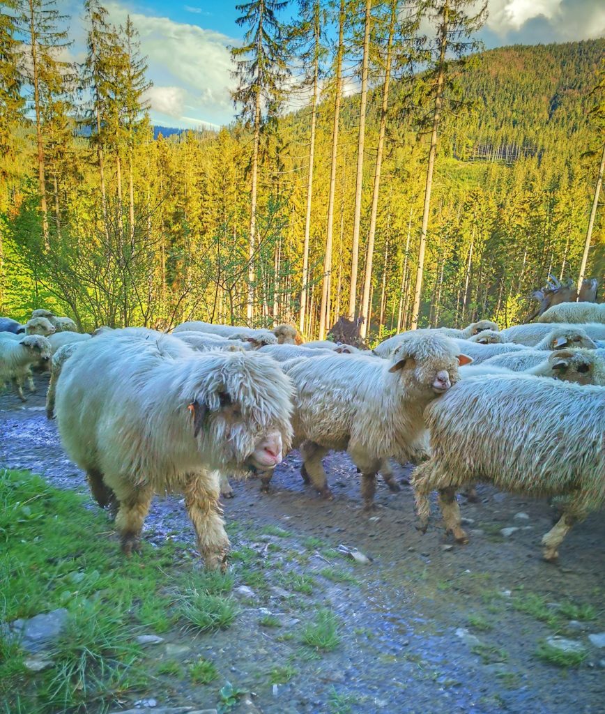 Owce na czarnym szlaku idącym na Wielką Rycerzową z Soblówki, słoneczny dzień