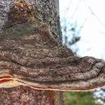 Owocnik grzyba huba na drzewie