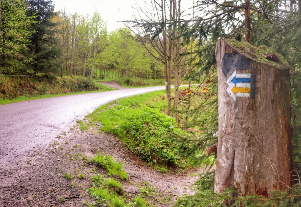 Oznaczenie na drzewie przebiegu szlaku niebieskiego oraz żółtego w Soblówce, strzałki idące w lewo, droga asfaltowa