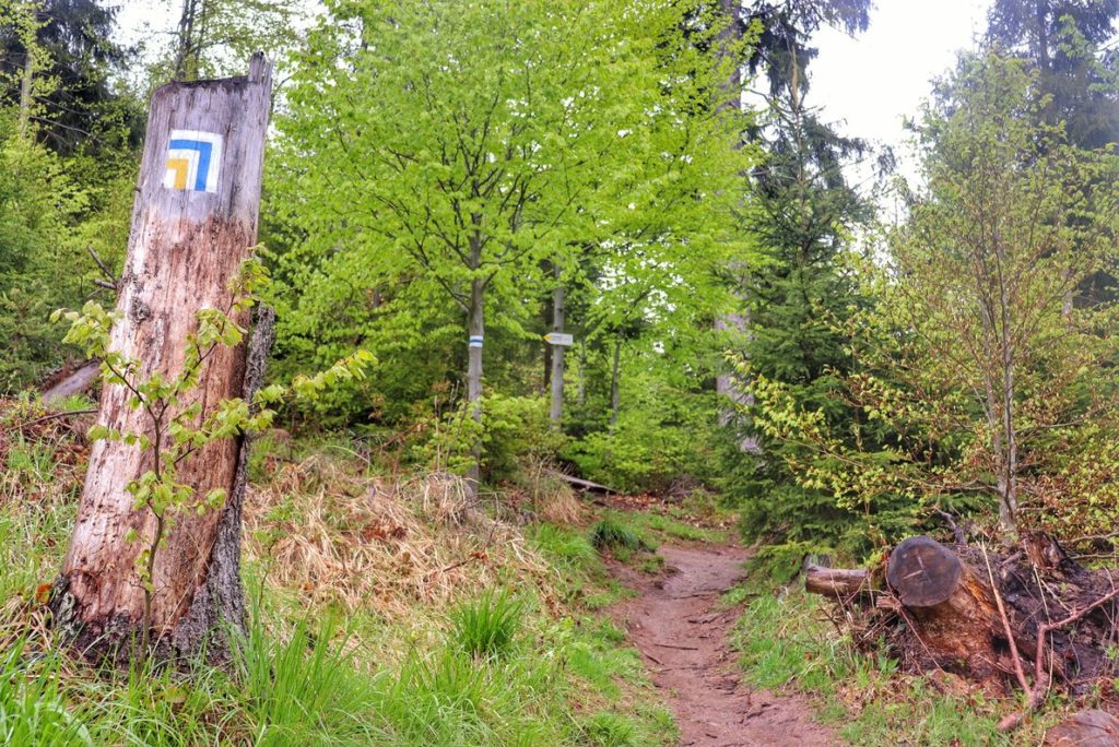 Oznaczenie na drzewie - szlak niebieski oraz szlak żółty w Soblówce będzie skręcał ostro w lewo, leśna ścieżka