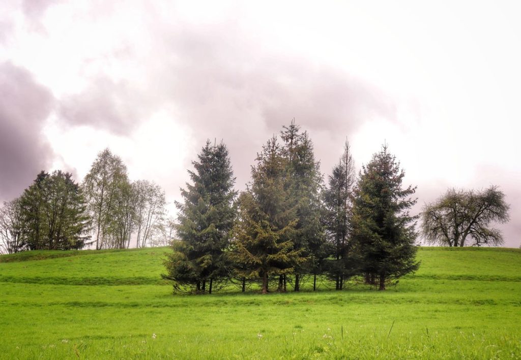 Polana w Soblówce, zielona, wiosenna trawa, drzewa, zachmurzone niebo