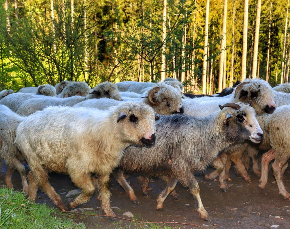 Stado owiec na czarnym szlaku idącym na Wielką Rycerzową z Soblówki, słoneczny, wiosenny dzień
