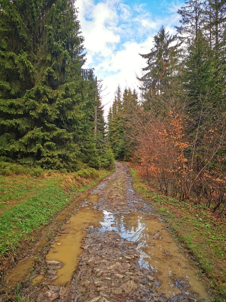 Szeroka droga idąca od schroniska na Rycerzowej w stronę Soblówki - szlak czarny, kałuże