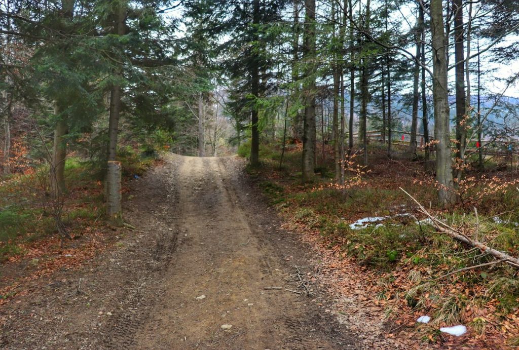 Szeroka droga leśna na zielonym szlaku z Przełęczy Klekociny