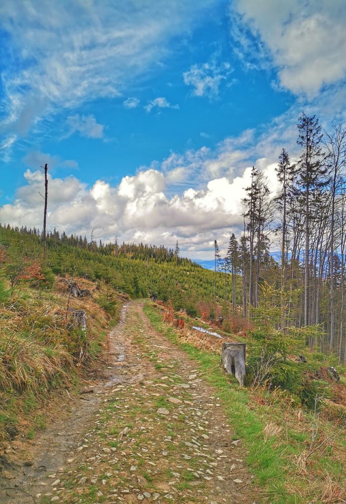 Szeroka droga na czarnym szlaku idącym do Soblówki, wiosenne kolory, zielone drzewa, niebieskie niebo z białymi chmurami