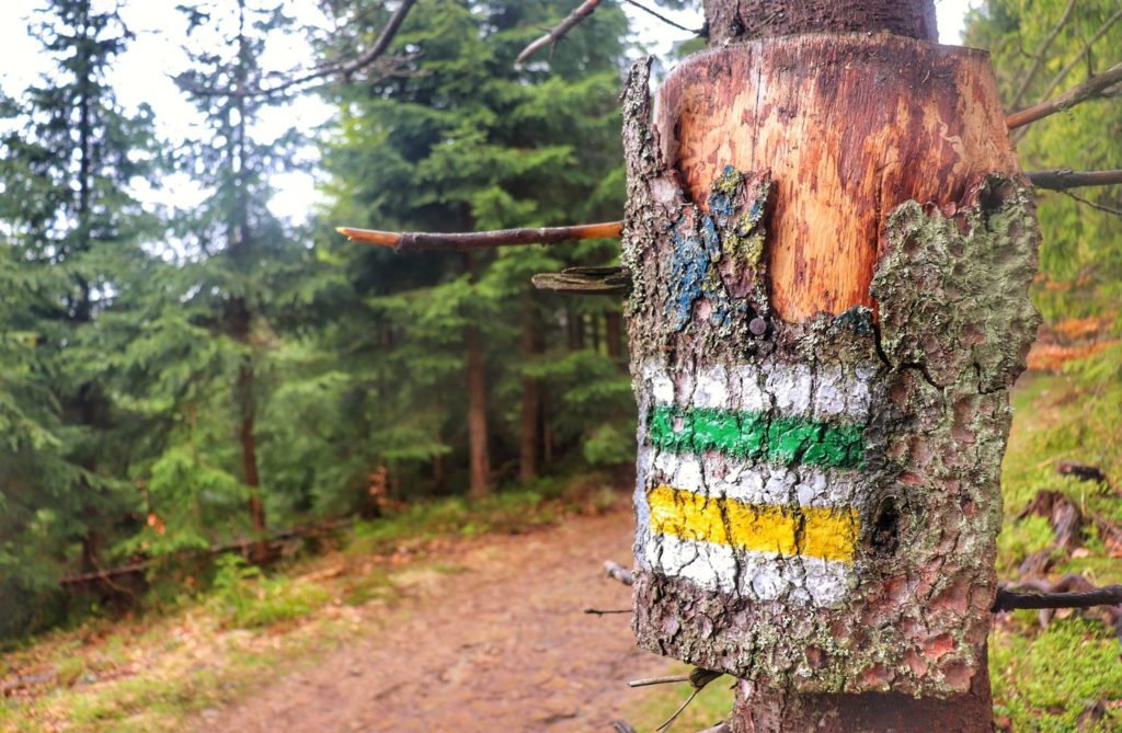 Szlak zielony oraz szlak żółty na Rycerzową (oznaczenie na drzewie). szeroka droga idąca przez las