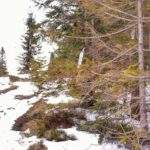 Szlak żółto - czarny idący z Hali Kamińskiego, las