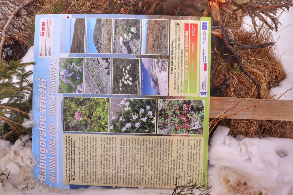 Tablica informacyjna Babiogórskie ścieżki Przyroda Babiej Góry - flora wysokogórska na czarnym szlaku z Zawoi