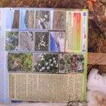 Tablica informacyjna Babiogórskie ścieżki Przyroda Babiej Góry - flora wysokogórska na czarnym szlaku z Zawoi