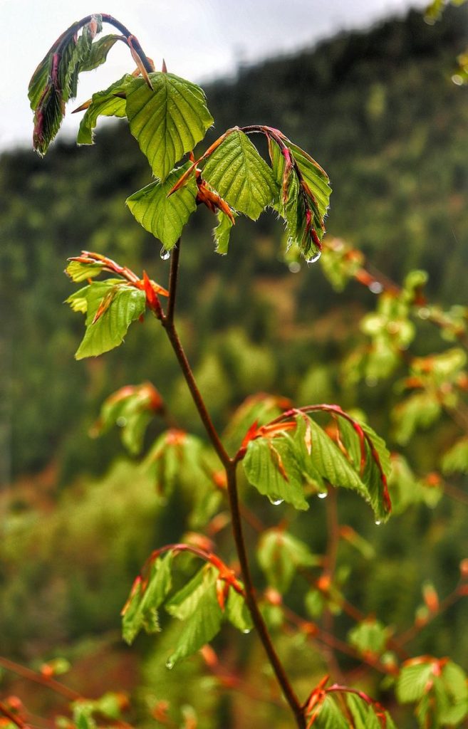 Wiosenne, zielone liście mokre od deszczu