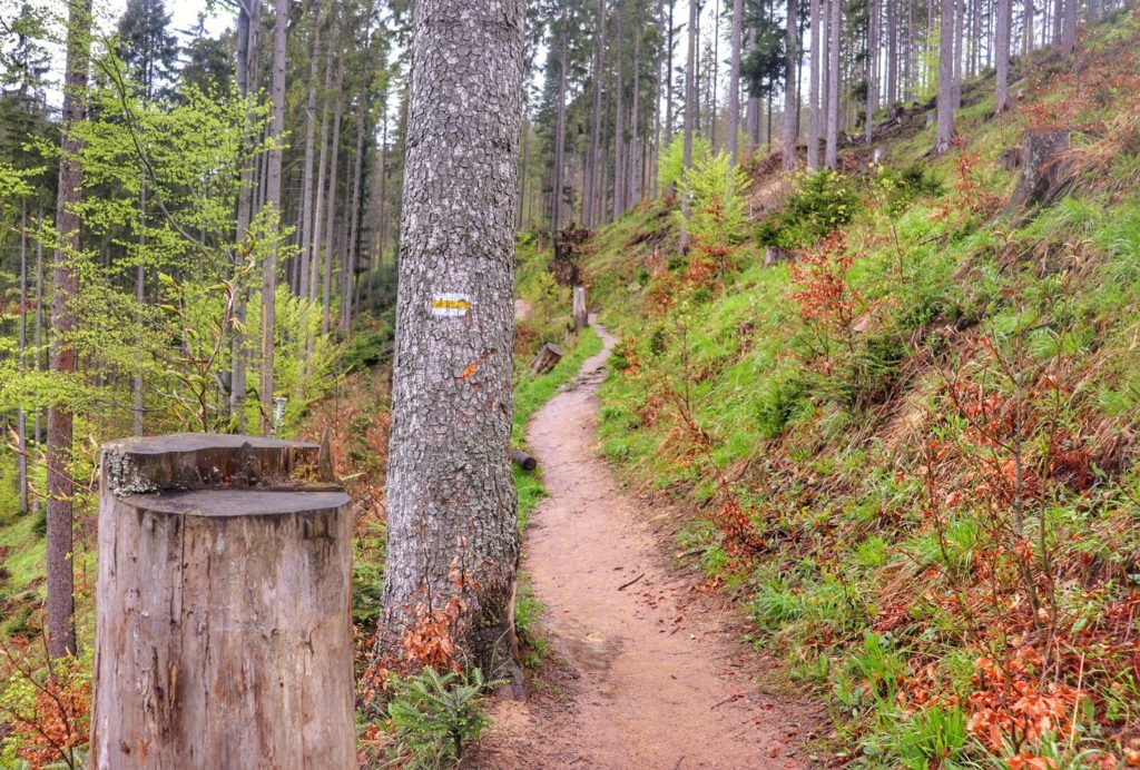 Wąska ścieżka, las - szlak żółty na Rycerzową z Soblówki