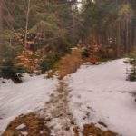 Ścieżka leśna, na której zalegają resztki śniegu