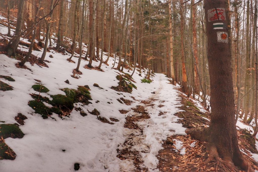 Ścieżka, na której zalegają resztki śniegu prowadząca przez las (zielony szlak Koszarawa)
