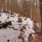 Ścieżka, na której zalegają resztki śniegu prowadząca przez las (zielony szlak Koszarawa)
