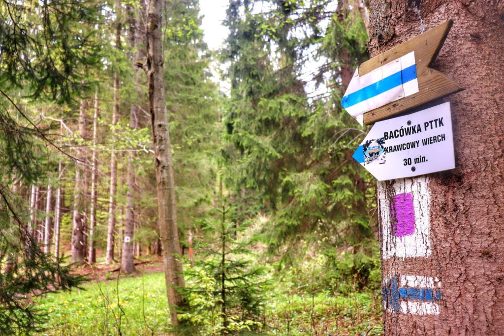 Drzewo, białe tabliczki wskazujące kierunek przebiegu szlaku niebieskiego idącego do Bacówki na Krawcowym Wierchu oraz czas - 30 min.