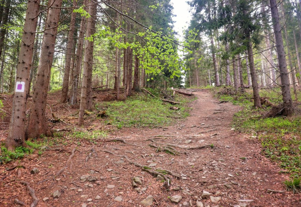 Podejście na niebieskim szlaku na Krawców Wierch, droga prowadząca przez las