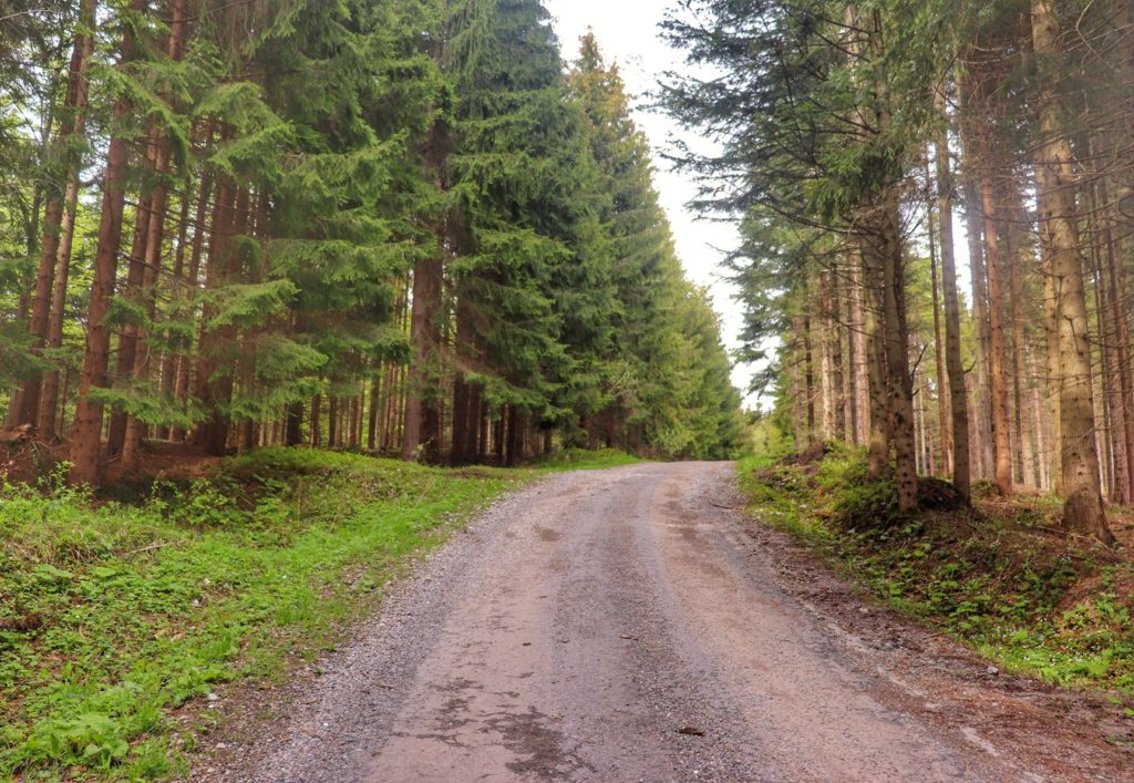 Szeroka leśna droga w okolicy Przełęczy Glinka