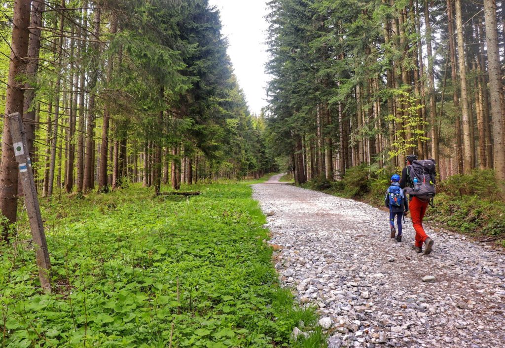 Turysta z dzieckiem na szerokiej, kamienistej drodze - szlak niebieski na Krawców Wierch, las