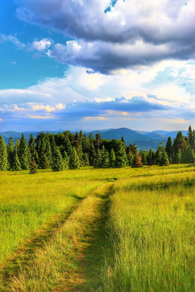 Ścieżka prowadząca wzdłuż Polany Sucha Góra, soczysto zielona trawa