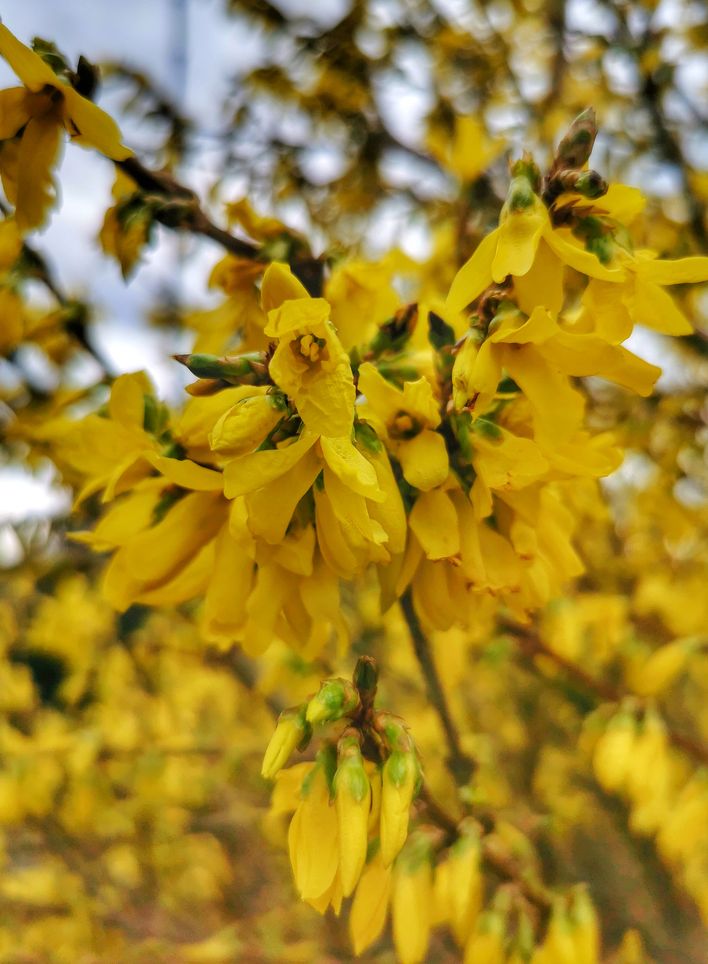 Żółty kwiat forsycji w Ogrodach Kapias