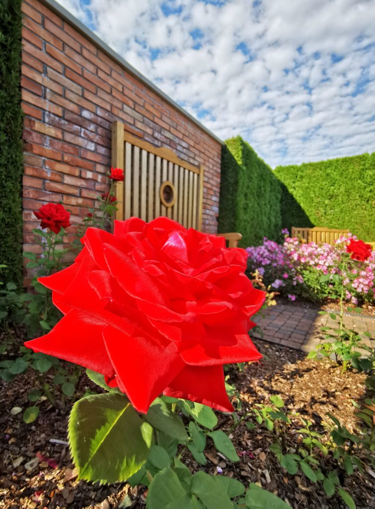 Czerwona róża - ogród Angielski w Goczałkowicach na terenie Ogrodów pokazowych Kapias