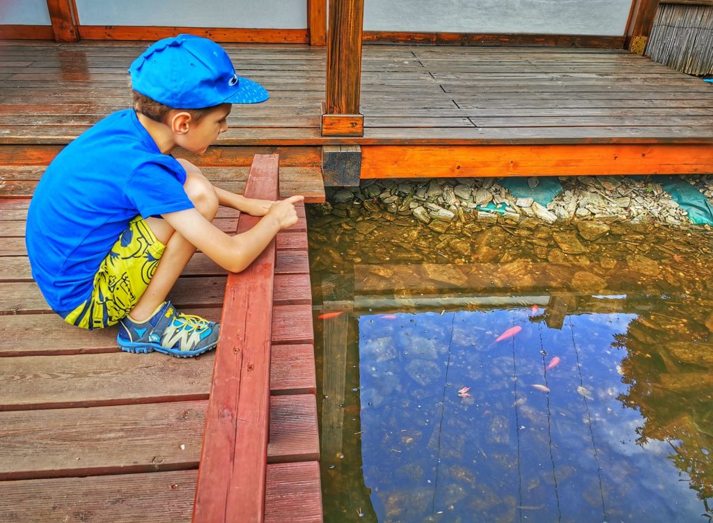 Dziecko obserwujące ryby pływające w stawie w ogrodzie Japońskim w Ogrodach Kapias