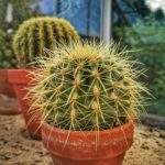 Kaktusy, szklarnia w ogrodach Kapias