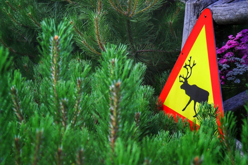 OGRÓD SKANDYNAWSKI w Ogrodach Kapias, znak czerwono - żółty ostrzegający przed jeleniami