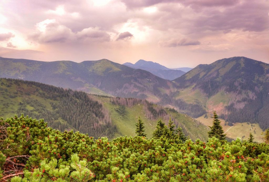 Piękny, letni krajobraz górski (w kierunku Polany Chochołowskiej) rozciągający się ze szlaku czerwonego na Trzydniowiański Wierch, kosodrzewina