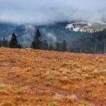 Polana pod Turbaczem na niebieskim szlaku do schroniska, krokusy, mgła