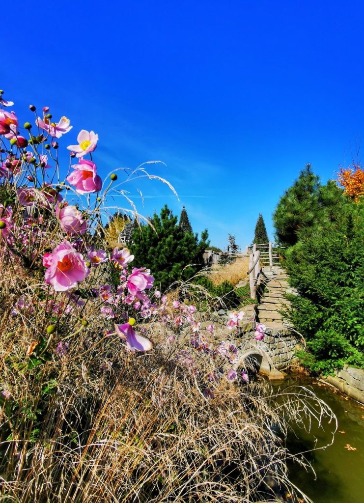 Różowe kwiaty, mostek, schody, niebieskie niebo - OGRÓD SKANDYNAWSKI - Ogrody Kapias