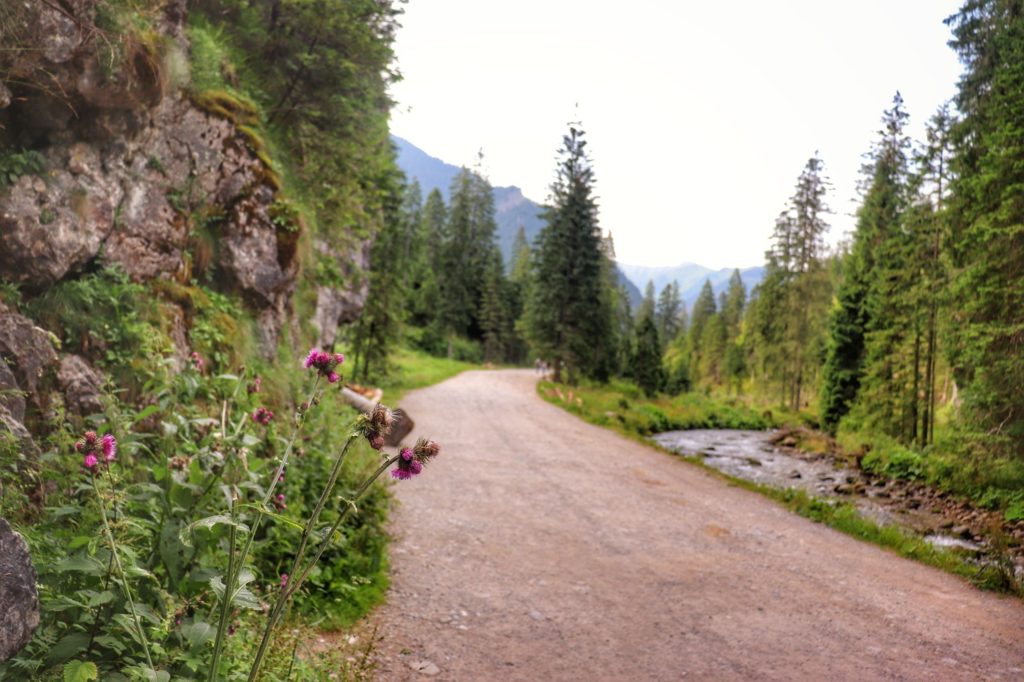 Skały, oset, szeroka droga, Potok Chochołowski w Tatrach