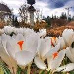 Szafran wiosenny biały - Ogrody Pokazowe Kapias - Goczałkowice - Zdrój