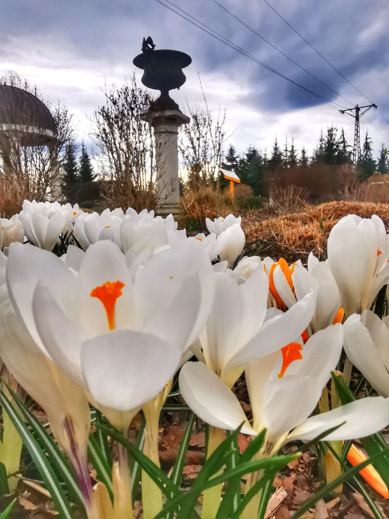 Szafran wiosenny biały - Ogrody Pokazowe Kapias - Goczałkowice - Zdrój