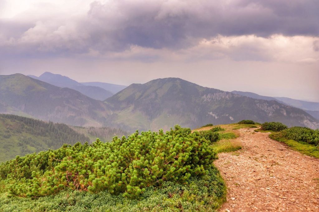 Szeroka ścieżka, kosodrzewina - okolice szczytu Trzydniowiański Wierch