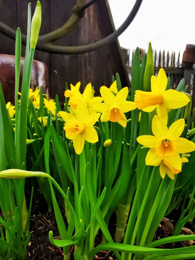 Wiosenne żonkile w Ogrodach Kapias w Goczałkowicach