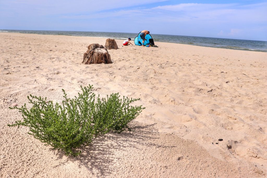 Plaża, Zatopiony las Czołpino, w tle dziecko i mężczyzna, namiot