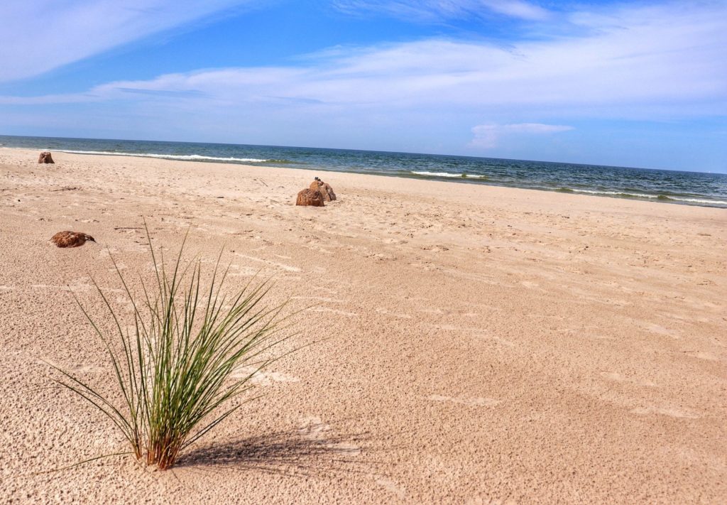 Plaża, zatopiony las, niebieskie niebo, kępa trawy