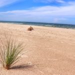 Plaża, zatopiony las, niebieskie niebo, kępa trawy