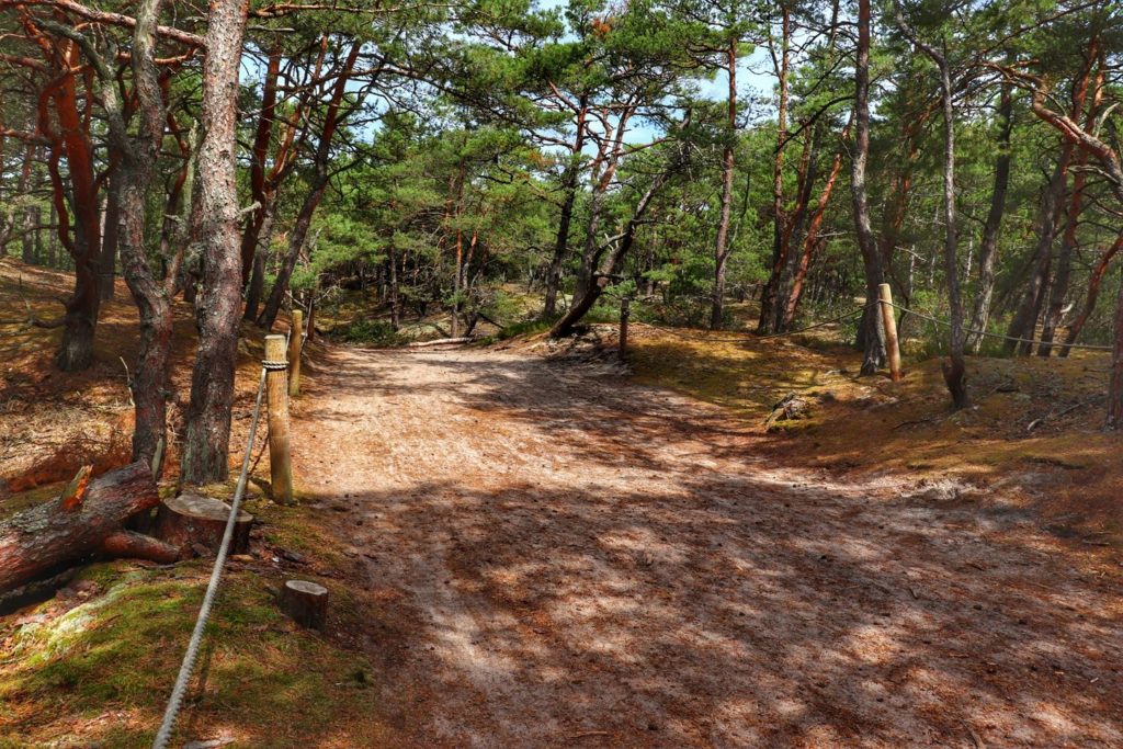 Smołdziński Las, szeroka ścieżka, na której zalega piasek