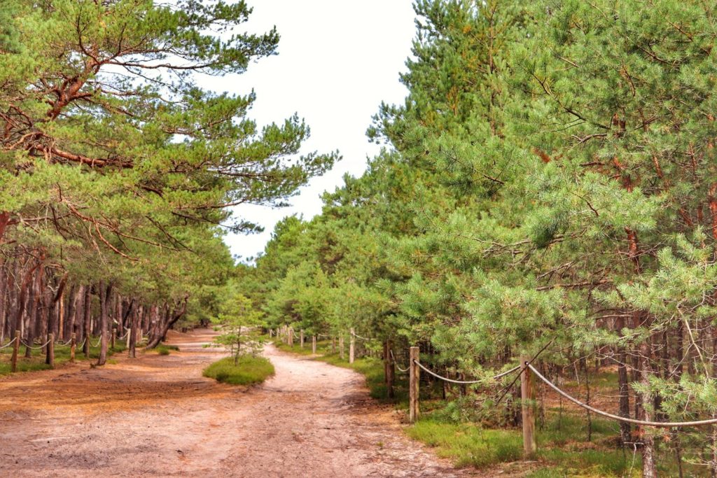 Szeroka, leśna droga prowadząca na plażę - Zatopiony Las